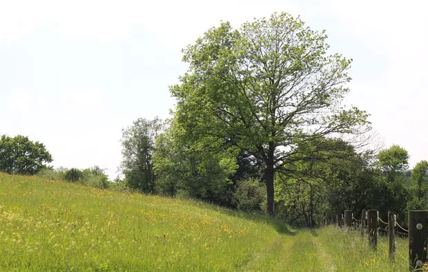 Kräuterwanderung Waldenbuch Raum Stuttgart - 5