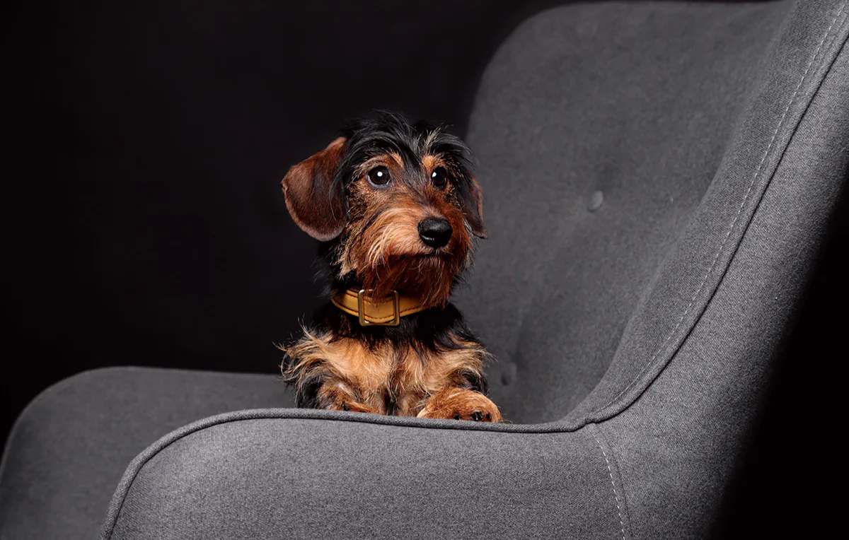 Tier Fotoshooting Stuttgart - 3