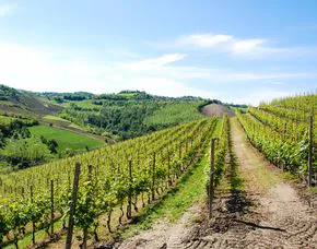 Wildkräuterwanderung durch die Weinberge Worms - 1
