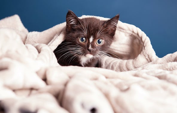 Tier Fotoshooting Hamburg