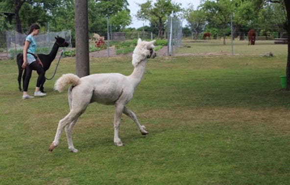 Alpaka Wanderung Hamberge für 2