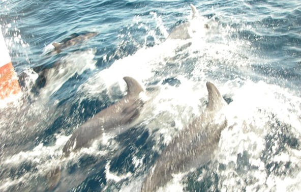 Sportboot Führerschein Andernach