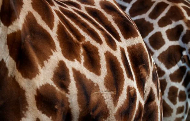 Fotokurs "Erlebnis-Zoo" Hannover - 4