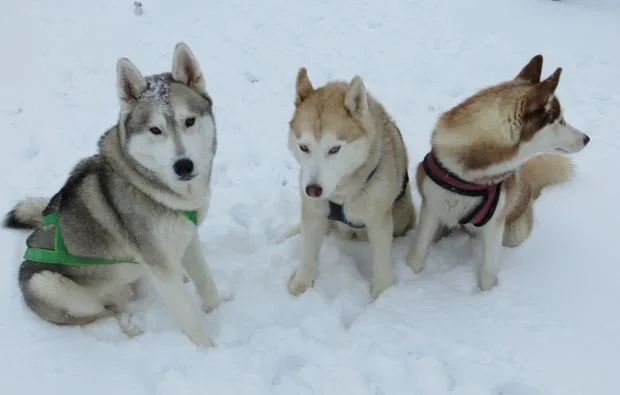 Huskytrekking Thanstein für 2