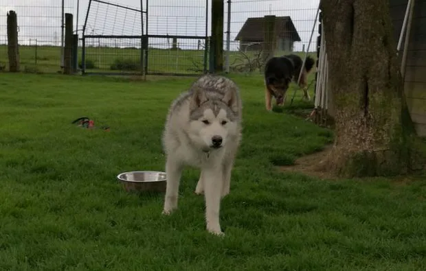 Husky Trekking Goch - 2