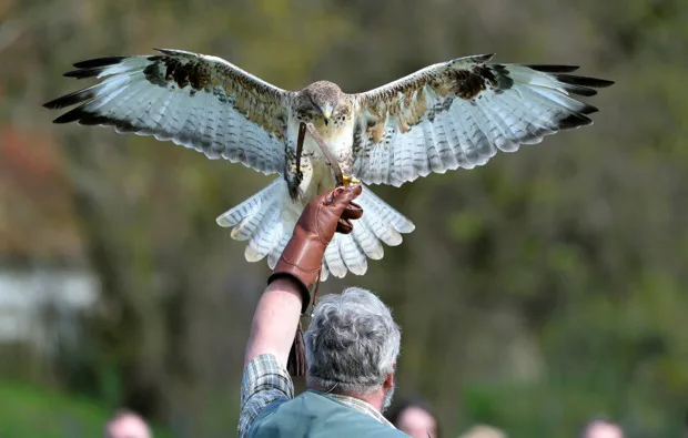 Falkner für einen Tag Riedenburg