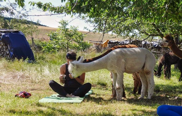 Yoga auf der Alpakawiese Arnstein