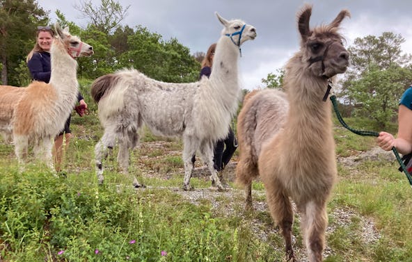 Lama Erlebnistag mit Yoga Retzstadt