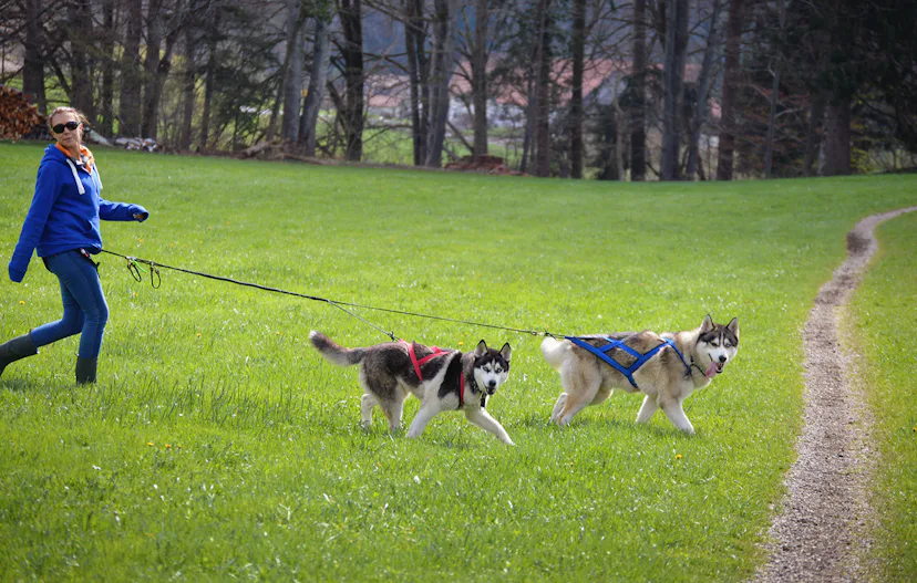 Husky Wanderung Wiedergeltingen