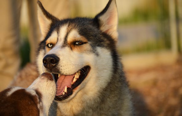 Husky Wanderung Wiedergeltingen für 2