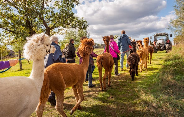 Alpaka Wanderung Bad Großpertholz für 2