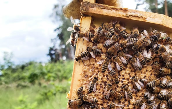 Imkerbesuch & Honigverkostung für 2 Wunstorf