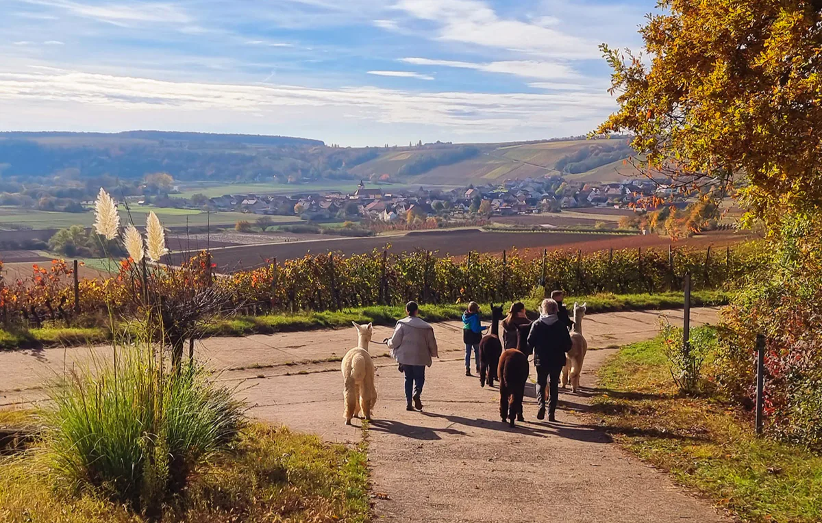 Alpaka Wanderung mit Glühwein Dipbach für 2 - 2