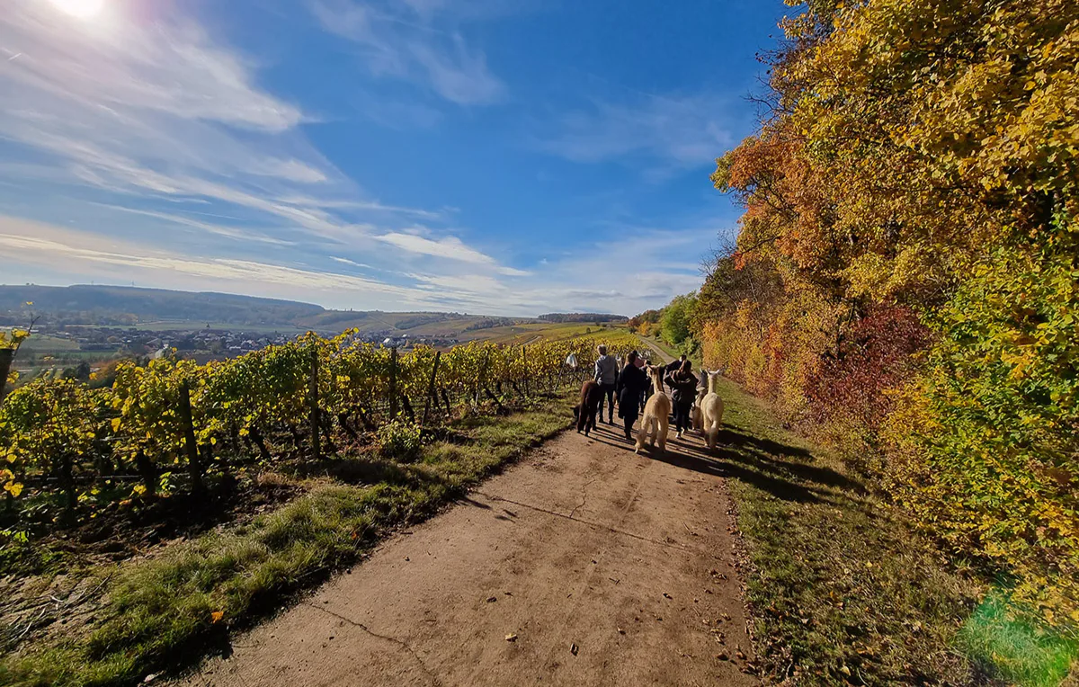 Alpaka Wanderung mit Glühwein Dipbach für 2 - 4