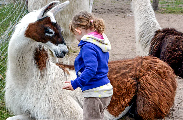 Lama- und Alpaka-Erlebnis Mittenwalde (1-2 Std.) - 1