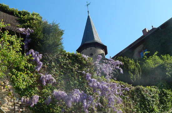 Gin selber machen in Schlüchtern-Elm - 5