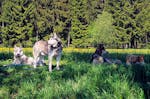 Husky Sommercamp mit Outdoor-Übernachtung Raum Ulm für 2