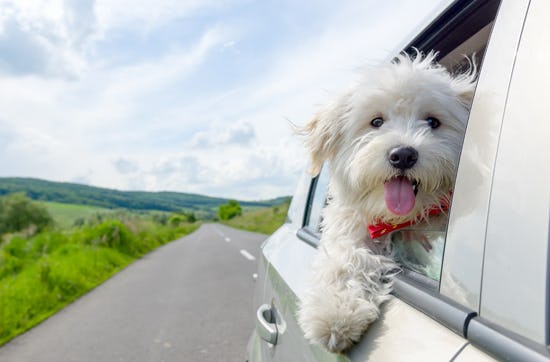 Kurzurlaub mit Hund für 2