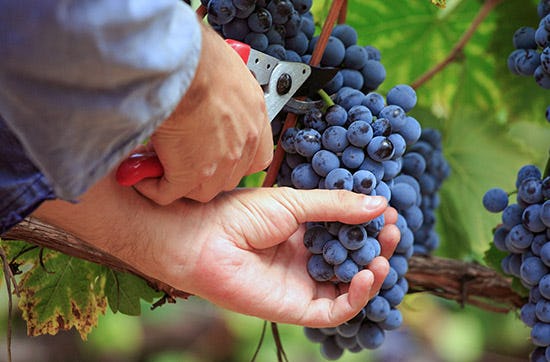 Weinbergtour mit Verkostung in Zürich