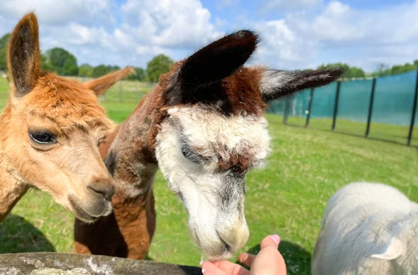 Alpaka Erlebnis Petershagen