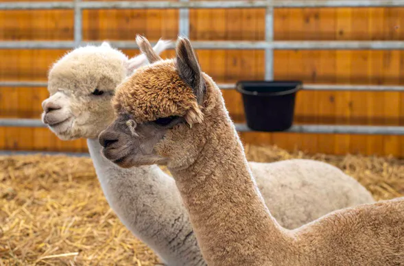 Alpaka Auszeit Taufkirchen