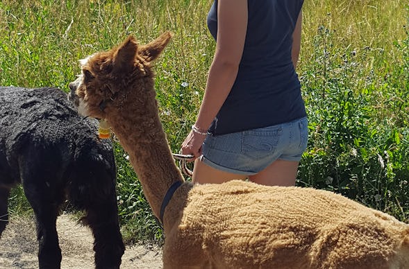 Alpaka-Trekking-Tour Stadecken-Elsheim