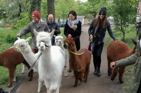 Alpaka Wanderung für 2 Raum Leipzig