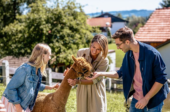 Alpaka Wanderung Lechbruck