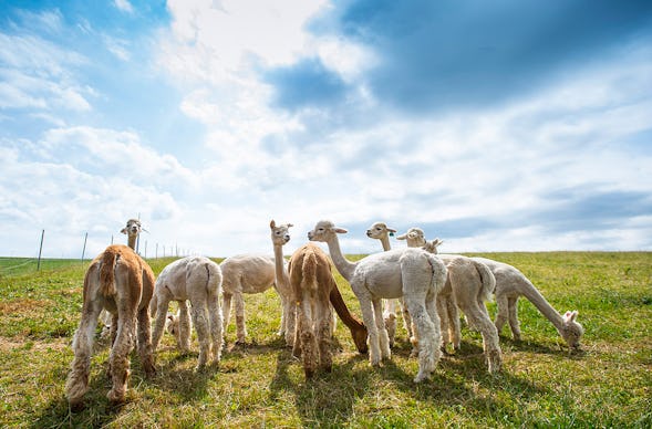Alpaka Wanderung Mellinghausen