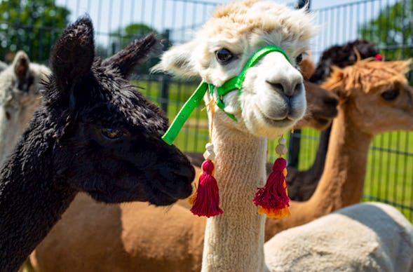Alpaka Wanderung Petershagen