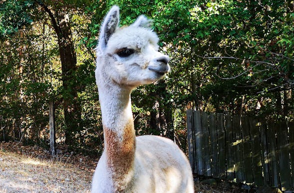 Alpaka Wanderung Querfurt