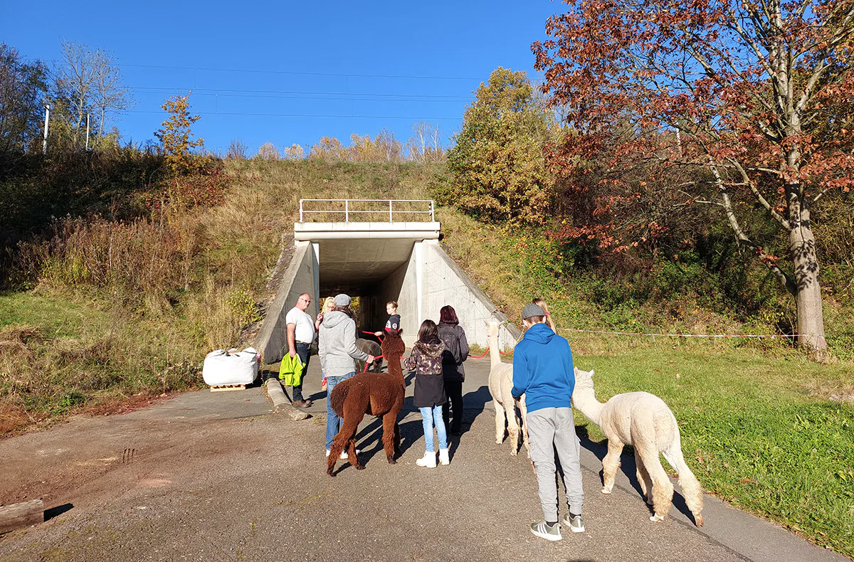 Alpaka Wanderung St. Egidien für 2 - 5