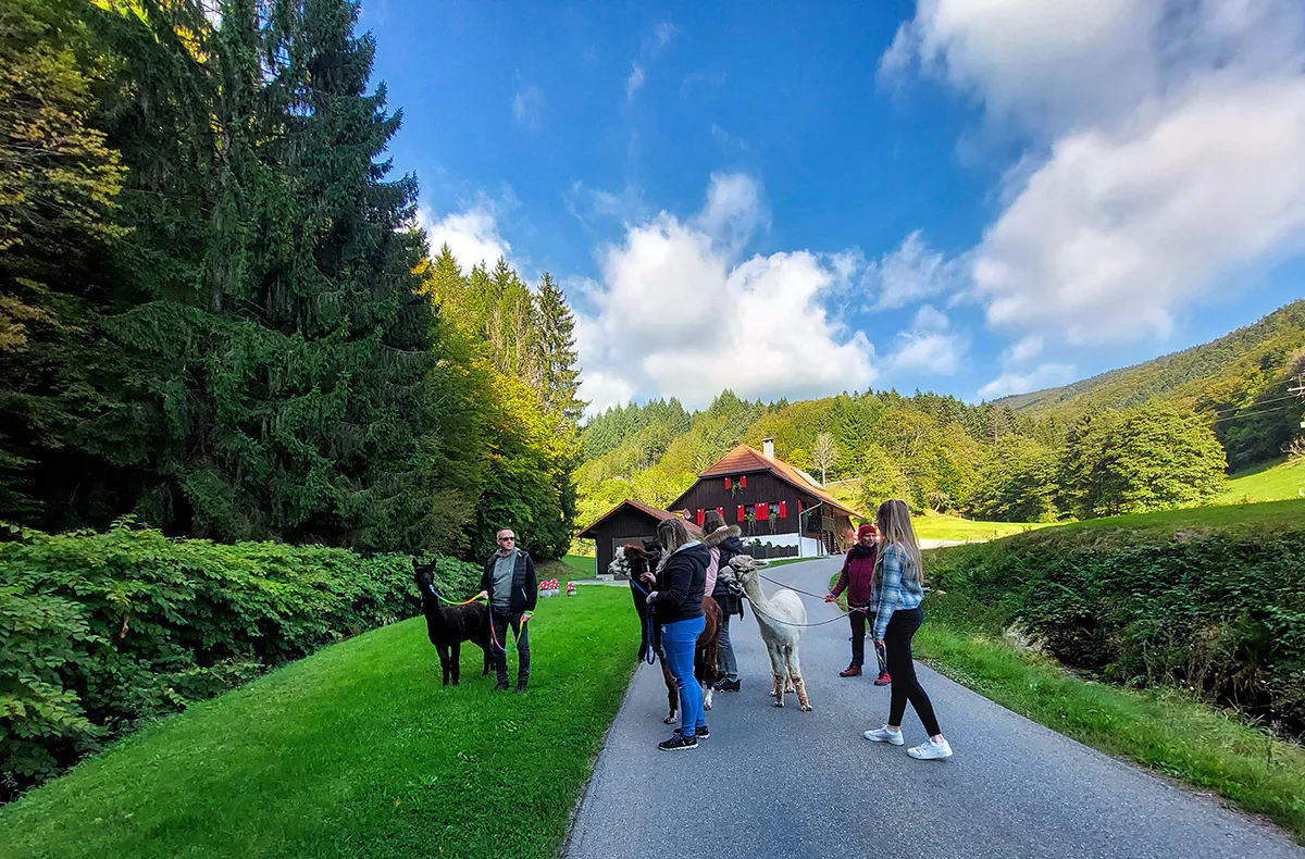 Alpaka Wanderung Wiesental - 3