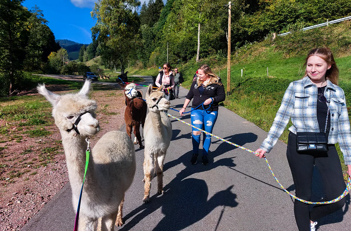 Alpaka Wanderung Wiesental - 6