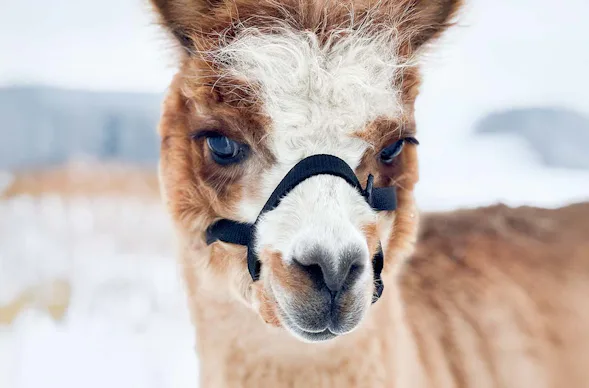 Alpakaspaziergang & kreatives Basteln im Naturpark Augsburg