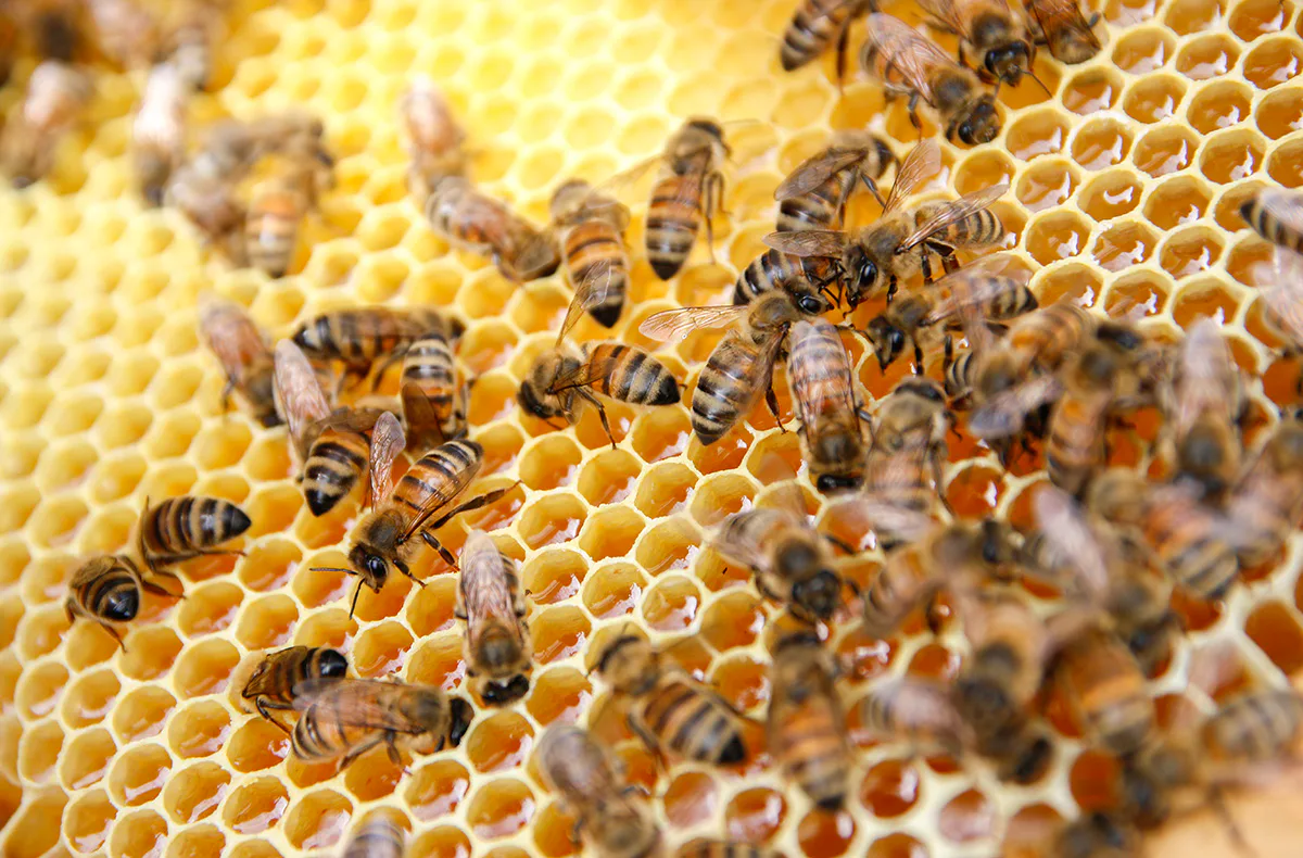 Bienenseminar mit Verkostung für 2 Bühl - 2