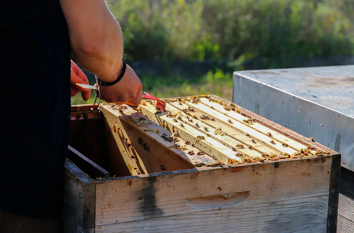 Bienenseminar mit Verkostung für 2 Bühl - 11