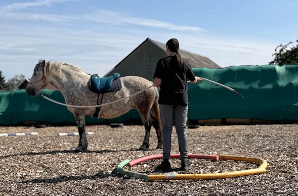 Coaching mit Pferden Grumbach