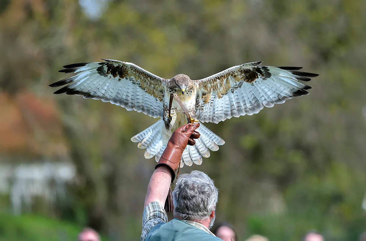 Falkner für einen Tag Riedenburg (Weißkopfseeadler) - 2