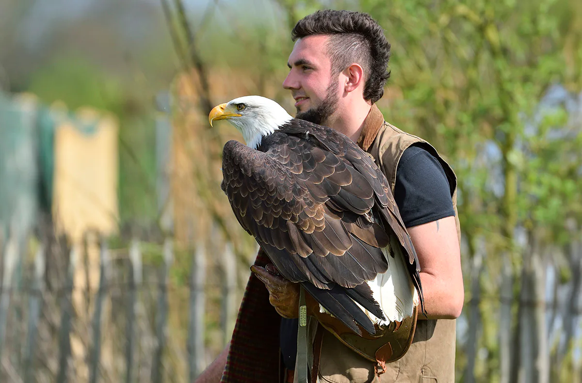 Falkner für einen Tag Riedenburg (Weißkopfseeadler) - 3