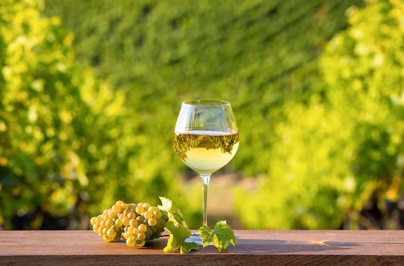 Geführte Weinwanderung Freyburg