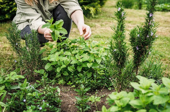 Heilkräuter Kurs Jüchen