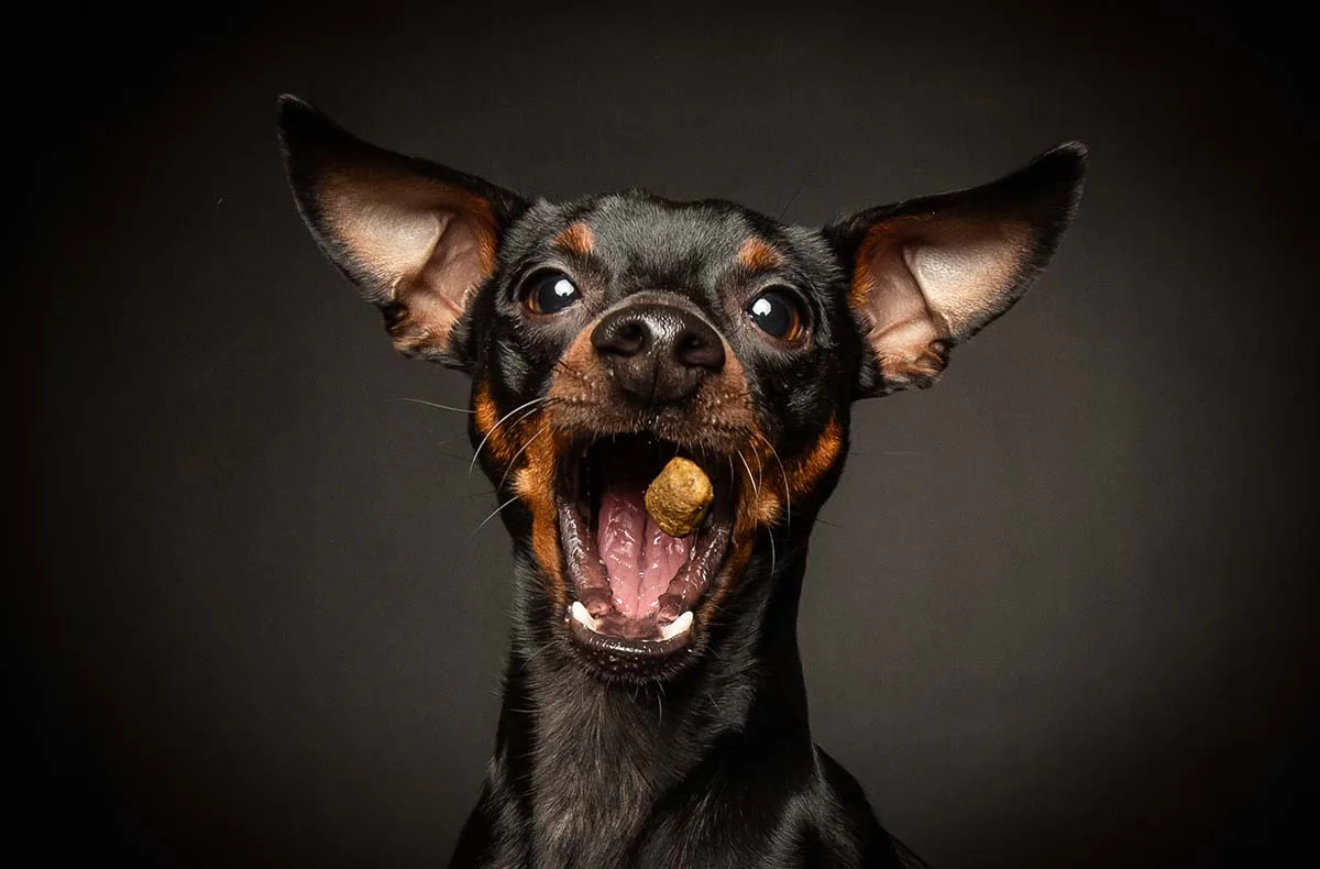 Hunde Fotoshooting Seevetal (Schnapp-Shooting) - 2