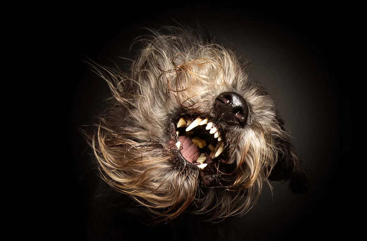 Hunde Fotoshooting Seevetal (Schnapp-Shooting) - 5