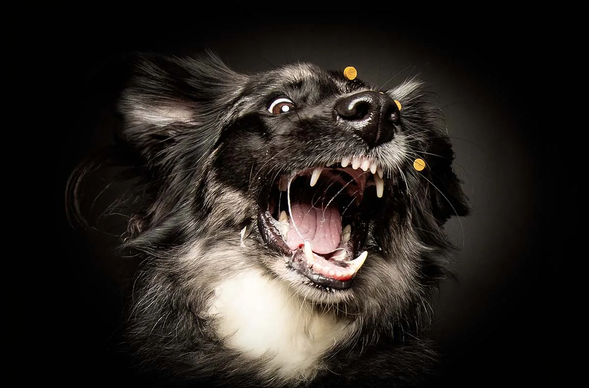 Hunde Fotoshooting Seevetal (Schnapp-Shooting) - 7