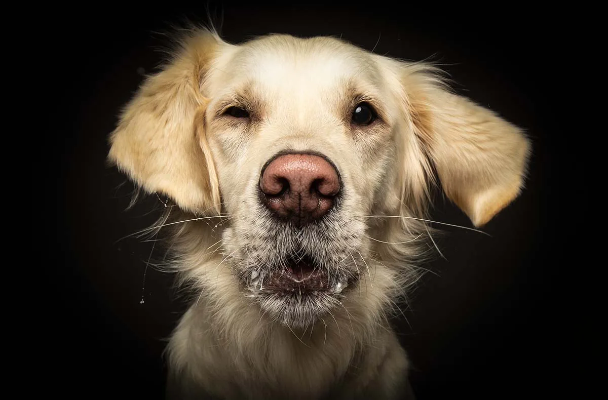 Hunde Fotoshooting Seevetal (Schnapp-Shooting) - 8