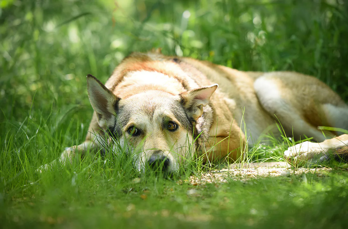 Wolfhundepfleger Büren (3 Std.) - 3