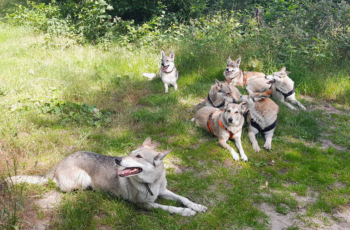 Wolfhundepfleger Büren (3 Std.) - 1