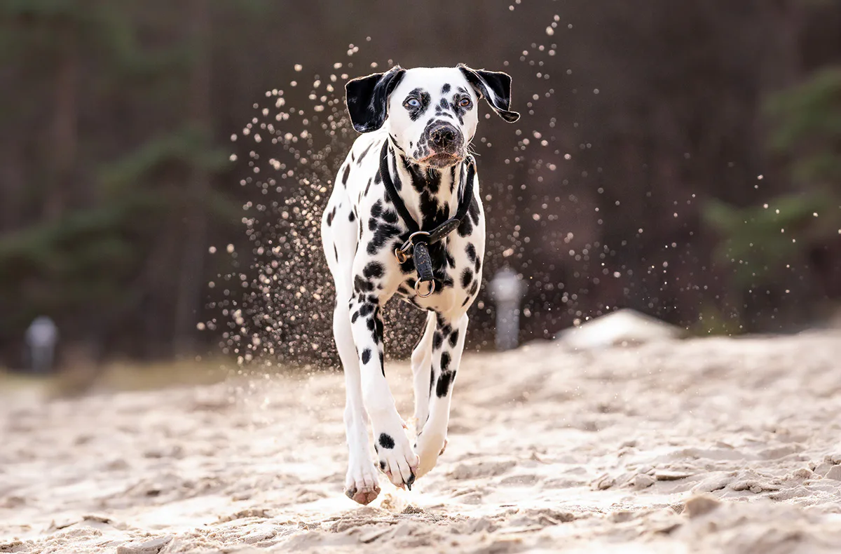 Hundeshooting Sellin - 4