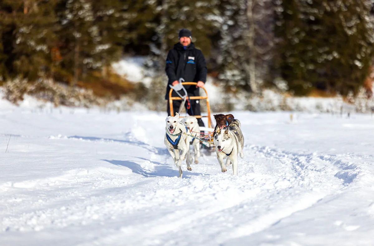 Schlittenhunde Workshop Telfs - 2